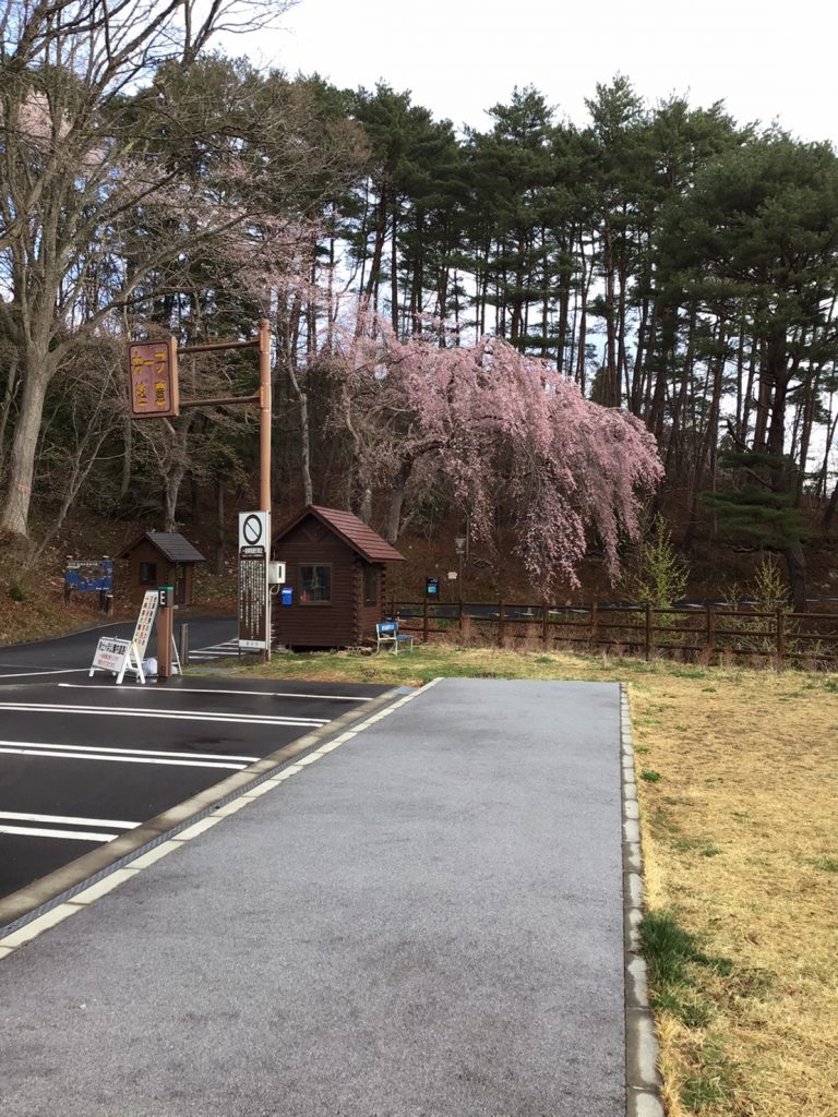 そろそろ桜が咲きそうですね(^^♪