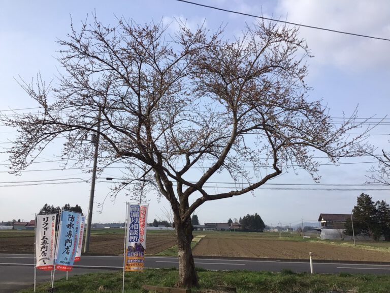 桜前線🌸